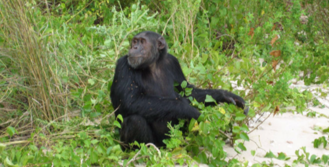 Schimpanse im hohen Gras - mama artemisia Die Schimpansen des Gombe Nationalparks-Safarivorschlag, Gombe, TANSANIA