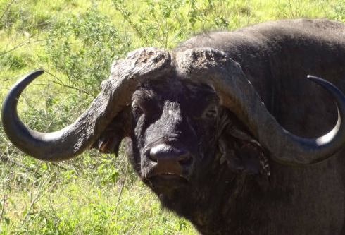 Kopf eines Wasserbüffels, Serengeti/Tarangire, TANSANIA