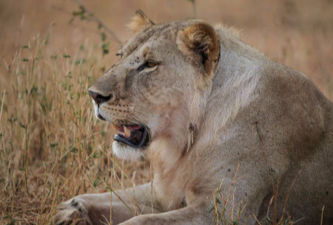 Löwe, Löwin im Gras der Savanne - mama artemisia-11-TAGE Alles&Sansibar-Safarivorschlag, Tarangire, Manyara, Serengeti, Ngorongoro Krater, TANSANIA