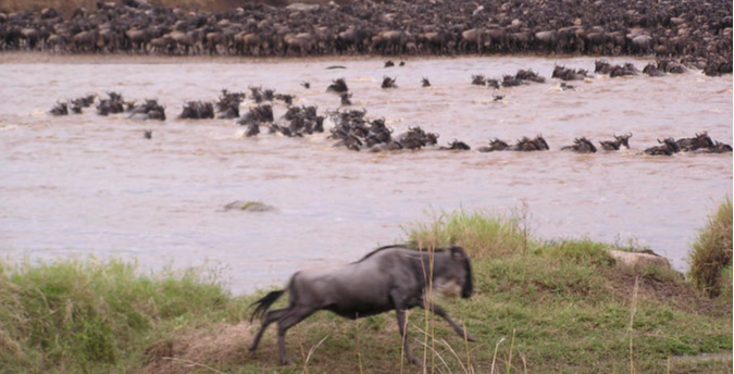 Gnus beim Überqueren des Mara Rivers - mama artemisia Mara River Crossing-Safarivorschlag, Tarangire, Manyara, Serengeti, Ngorongoro Krater, TANSANIA
